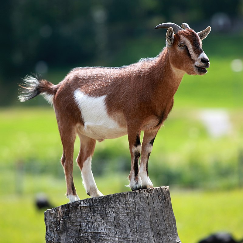 Nigerian Sahel goat livestock